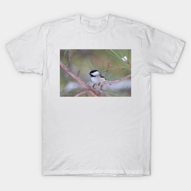 Algonquin Chickadee T-Shirt by Jim Cumming